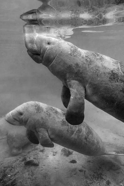 Manatees: West Indian Manatee mother and calf, Crystal River, Florida by Tim Fitzharris