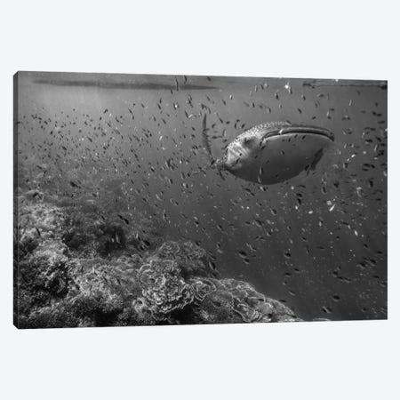 Whale Shark and reef fish, Philippines Canvas Print #TFI1831} by Tim Fitzharris Canvas Wall Art