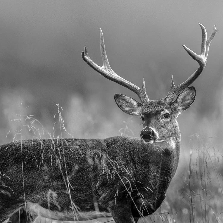 White-tailed Deer Buck, North America