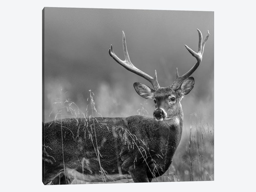 White-tailed Deer Buck, North America by Tim Fitzharris 1-piece Canvas Print