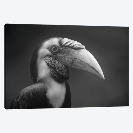 Wreathed Hornbill male, Malaysia Canvas Print #TFI1839} by Tim Fitzharris Canvas Art
