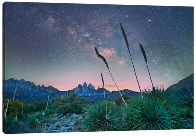 Agave And The Milky Way, Organ Mountains-Desert Peaks National Monument, New Mexico II Canvas Art Print - Mexico Art