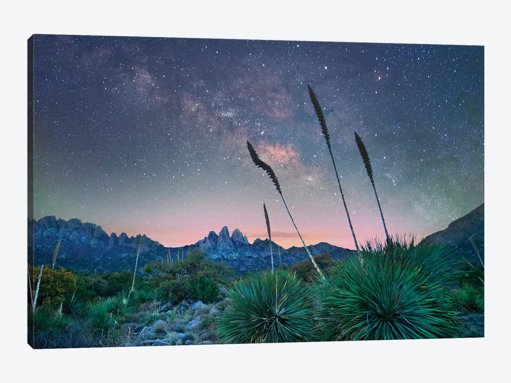 Agave And The Milky Way, Organ Mountains-Desert Peaks National Monument, New Mexico II by Tim Fitzharris 1-piece Canvas Wall Art