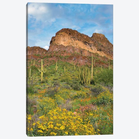 California Poppies And Saguaros, Diablo Range, Organ Pipe Cactus National Monument, Arizona Canvas Print #TFI1850} by Tim Fitzharris Canvas Art