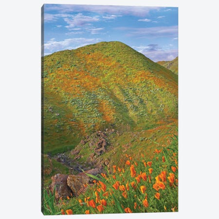 California Poppy Covered Hillside In Spring, Temescal Canyon, California Canvas Print #TFI1851} by Tim Fitzharris Canvas Wall Art