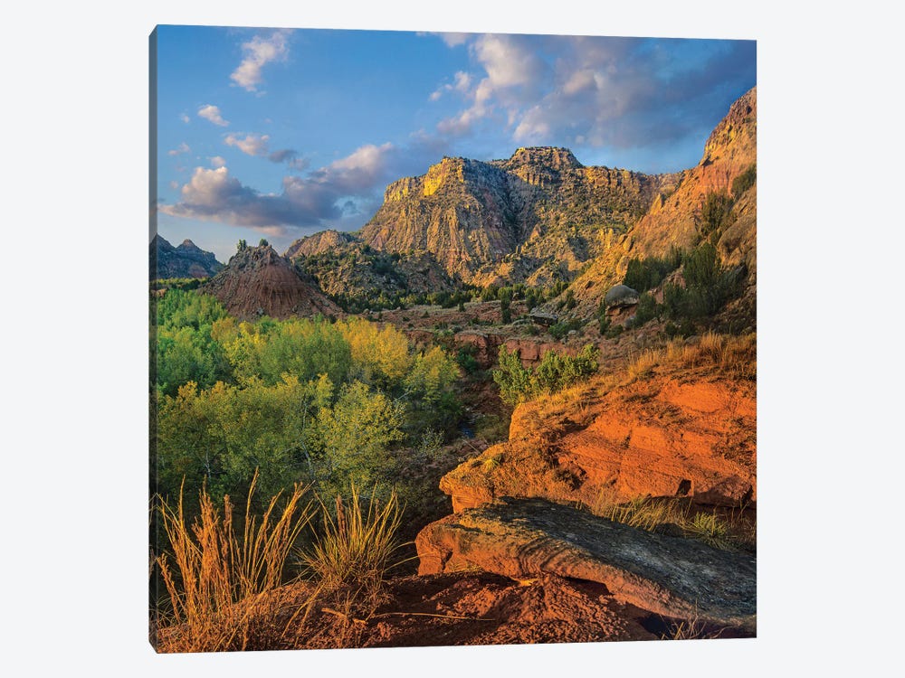 Cottonwood Trees And Mountains, Palo Duro Canyon State Park, Texas by Tim Fitzharris 1-piece Canvas Wall Art