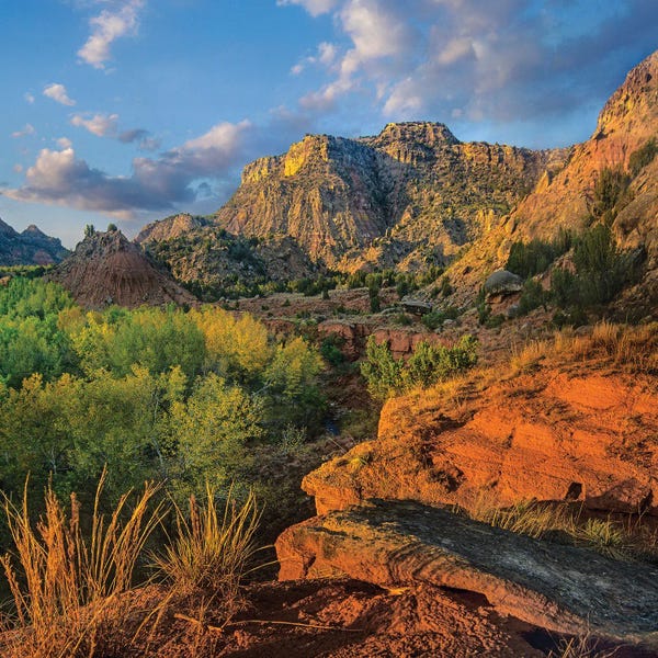 Canvas Print: Cottonwood Trees And Mountains, Palo Duro Canyon State Park, Texas by Tim Fitzharris