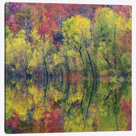 Deciduous Forest Along Lake, Gillham Lake, Arkansas Canvas Print #TFI1866} by Tim Fitzharris Canvas Art