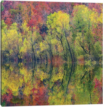 Deciduous Forest Along Lake, Gillham Lake, Arkansas Canvas Art Print - Arkansas