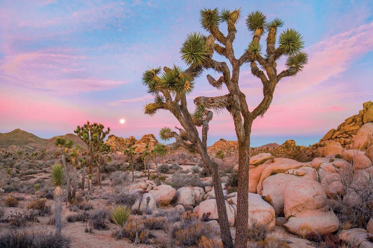 Joshua Tree In desert, Joshua Tree National Park, California