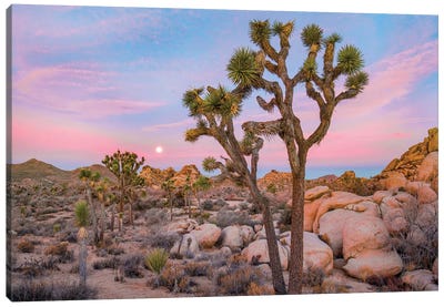 Joshua Tree In desert, Joshua Tree National Park, California Canvas Art Print - Desert Landscape Photography