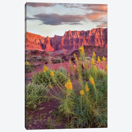 Miner's Candle Flowers, Cathedral Wash, Vermilion Cliffs National Monument, Arizona Canvas Print #TFI1891} by Tim Fitzharris Canvas Art