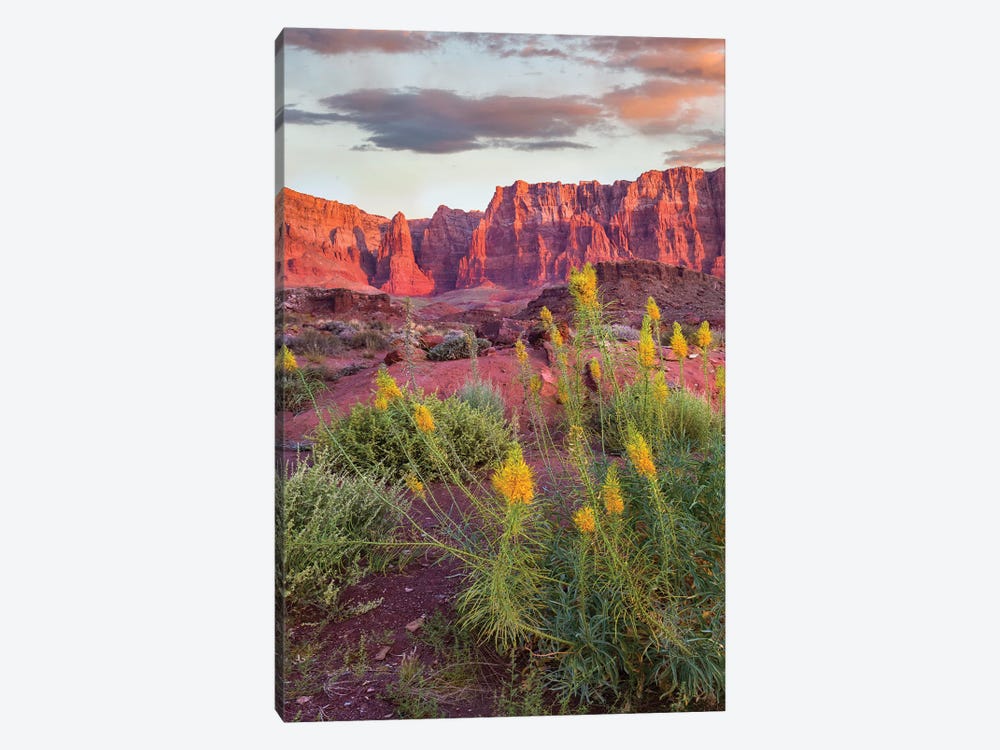 Miner's Candle Flowers, Cathedral Wash, Vermilion Cliffs National Monument, Arizona by Tim Fitzharris 1-piece Canvas Wall Art