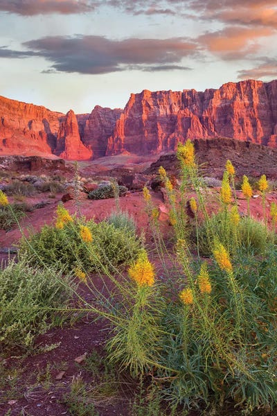 Minden Pictures: Miner's Candle Flowers, Cathedral Wash, Vermilion Cliffs National Monument, Arizona by Tim Fitzharris