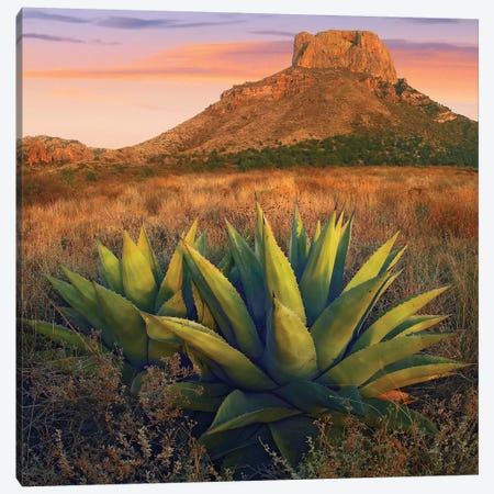 Casa Grande Butte With Agave In Foreground, Big Bend National Park, Texas Canvas Print #TFI189} by Tim Fitzharris Art Print