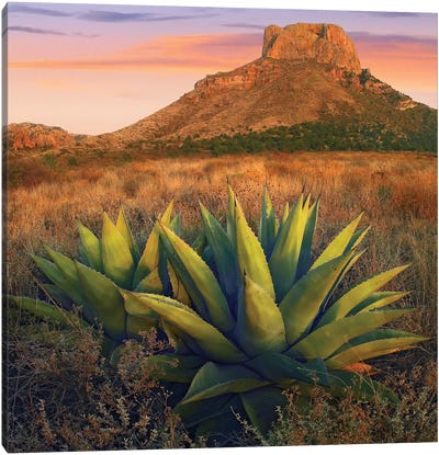 Casa Grande Butte With Agave In Foreground, Big Bend National Park, Texas Canvas Art Print - Desert Art