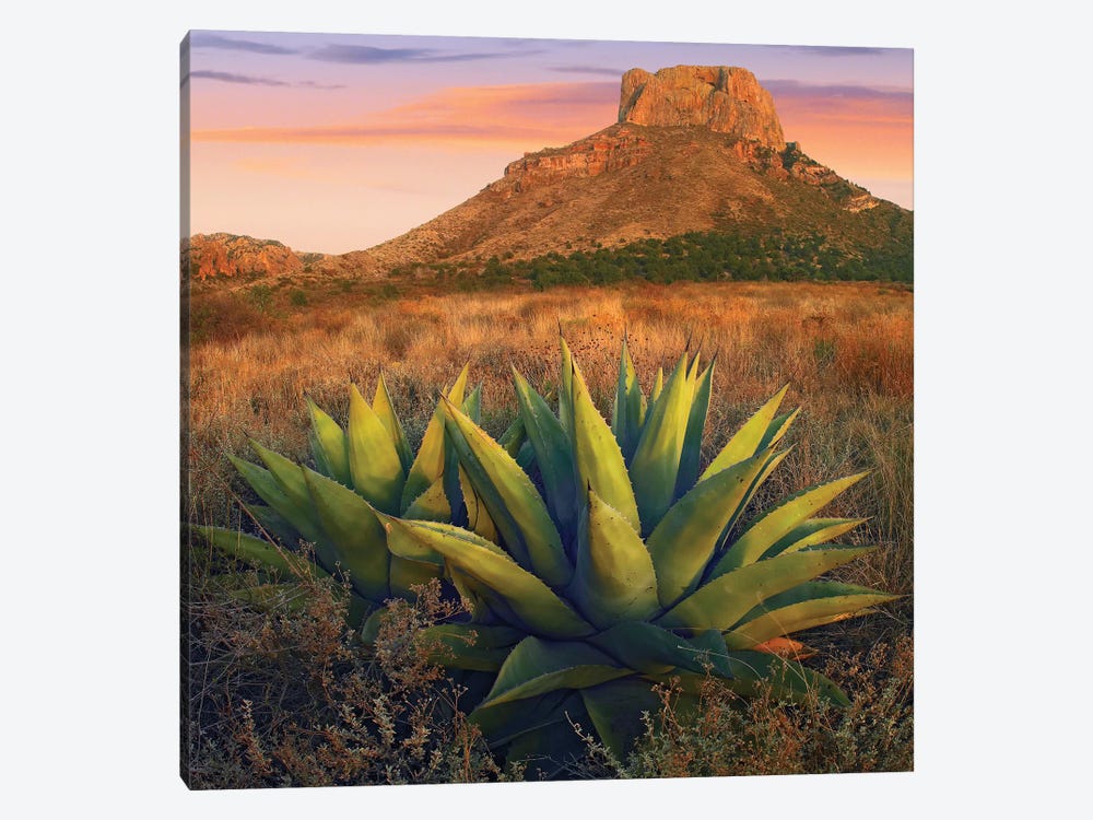 Casa Grande Butte With Agave In Foreground, Big Bend National Park, Texas by Tim Fitzharris 1-piece Canvas Art