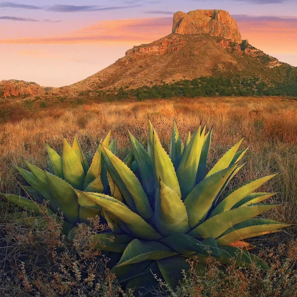 Succulents: Casa Grande Butte With Agave In Foreground, Big Bend National Park, Texas by Tim Fitzharris