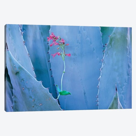 Agave And Parry's Penstemon Close Up, North America II Canvas Print #TFI18} by Tim Fitzharris Canvas Print