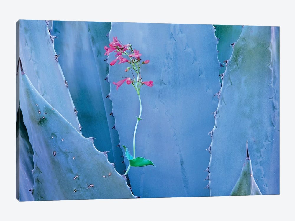 Agave And Parry's Penstemon Close Up, North America II by Tim Fitzharris 1-piece Art Print