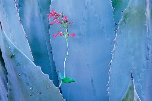 Cacti: Agave And Parry's Penstemon II Close Up, North America by Tim Fitzharris