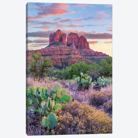 Opuntia Cacti, Cathedral Rock, Sedona, Arizona Canvas Print #TFI1900} by Tim Fitzharris Canvas Artwork