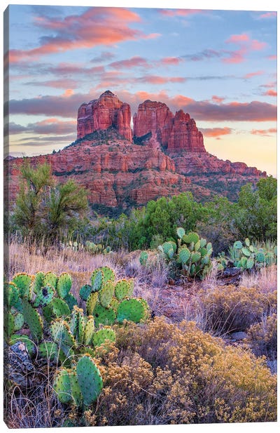 Opuntia Cacti, Cathedral Rock, Sedona, Arizona Canvas Art Print - Cactus Art