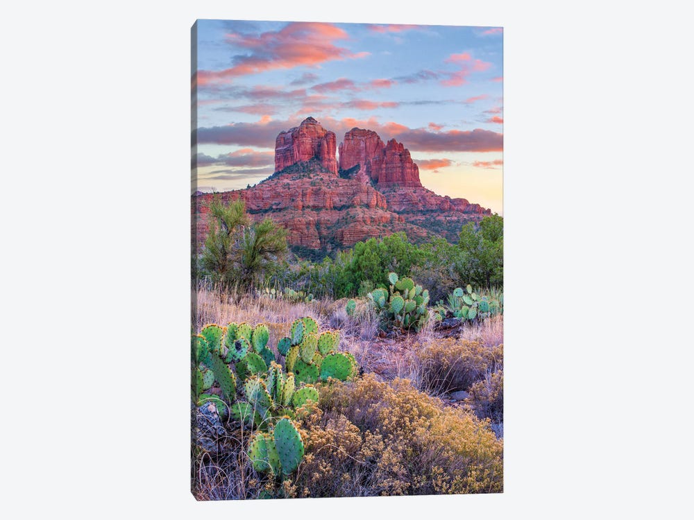 Opuntia Cacti, Cathedral Rock, Sedona, Arizona by Tim Fitzharris 1-piece Canvas Art Print