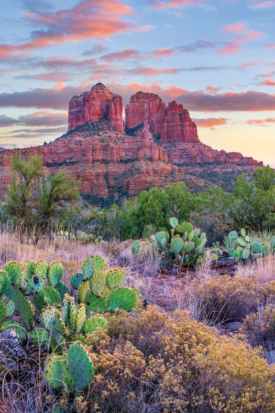 Arizona: Opuntia Cacti, Cathedral Rock, Sedona, Arizona by Tim Fitzharris