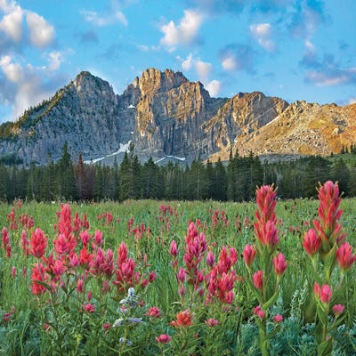 Paintbrush Flowers, Albion Basin, Wasatch Mountains, Utah by Tim Fitzharris framed wall art