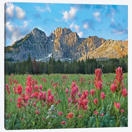 Paintbrush Flowers, Albion Basin, Wasatch Mountains, Utah Canvas Print #TFI1902} by Tim Fitzharris Canvas Wall Art