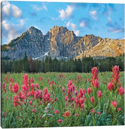 Paintbrush Flowers, Albion Basin, Wasatch Mountains, Utah Canvas Art Print - Utah Art