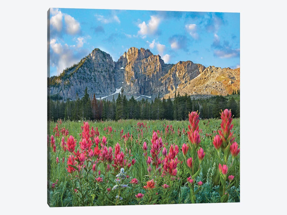 Paintbrush Flowers, Albion Basin, Wasatch Mountains, Utah by Tim Fitzharris 1-piece Canvas Print