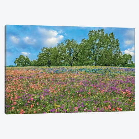Paintbrush Pointed Phlox, And Lupine Flowers, Poteet, Texas Canvas Print #TFI1903} by Tim Fitzharris Canvas Artwork