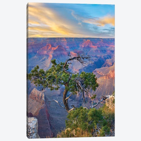 Pine Tree At Sunset, Grand Canyon National Park, Arizona Canvas Print #TFI1904} by Tim Fitzharris Canvas Art Print