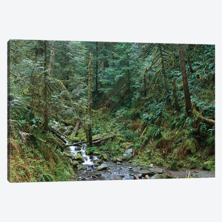 Cascade Along Eagle Creek Flowing Through Temperate Old Growth Rainforest, Columbia River Gorge, Oregon Canvas Print #TFI190} by Tim Fitzharris Canvas Wall Art