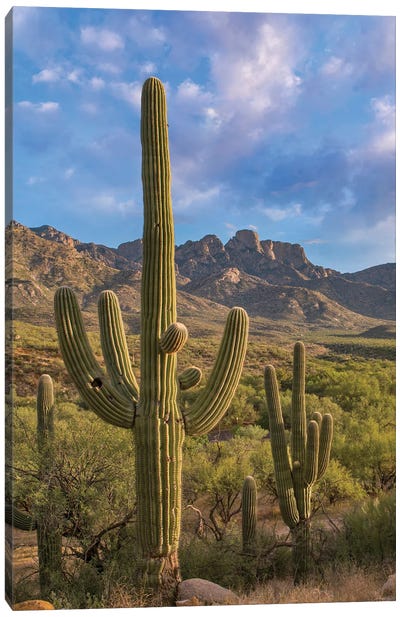 Saguaro Cacti, Catalina State Park, Arizona Canvas Art Print - Arizona Art