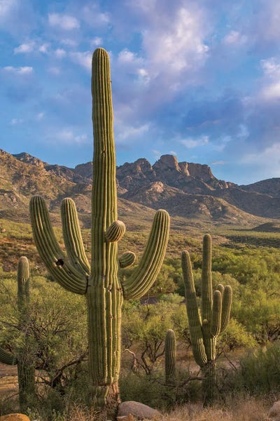 Cacti: Saguaro Cacti, Catalina State Park, Arizona by Tim Fitzharris