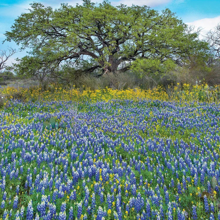 Sand Bluebonnet Field At Edge Of Forest, Texas