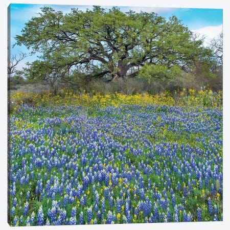 Sand Bluebonnet Field At Edge Of Forest, Texas Canvas Print #TFI1916} by Tim Fitzharris Canvas Artwork