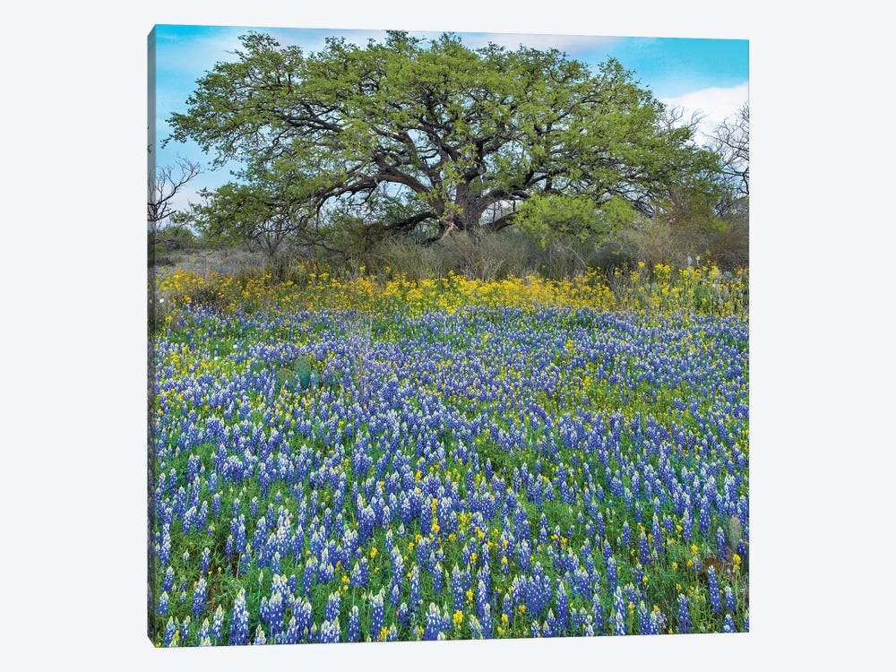 Sand Bluebonnet Field At Edge Of Forest, Texas by Tim Fitzharris 1-piece Canvas Art