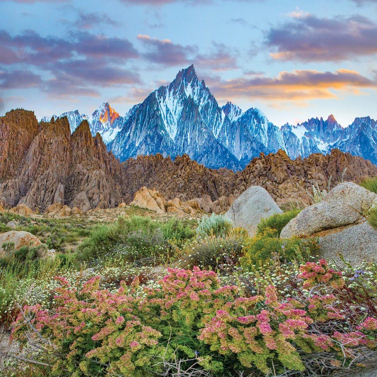 Shadscale Flowering, Lone Pine Peak, Alabama Hills, Sierra Nevada, California