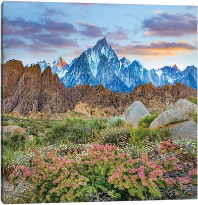 Shadscale Flowering, Lone Pine Peak, Alabama Hills, Sierra Nevada, California Canvas Art Print - Sierra Nevada