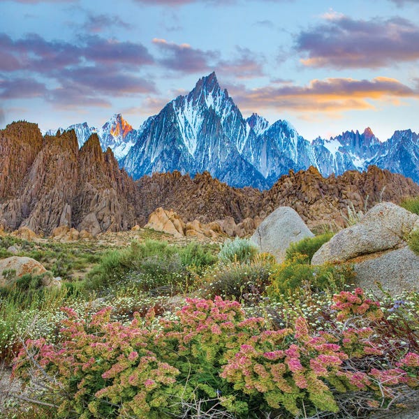 Sierra Nevada: Shadscale Flowering, Lone Pine Peak, Alabama Hills, Sierra Nevada, California by Tim Fitzharris