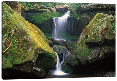 Cascade Near Grotto Falls, Great Smoky Mountains National Park, Tennessee Canvas Art Print - Tennessee Art