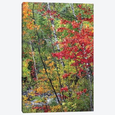 Trees In Autumn, Chippewa River, Ontario, Canada Canvas Print #TFI1926} by Tim Fitzharris Canvas Print
