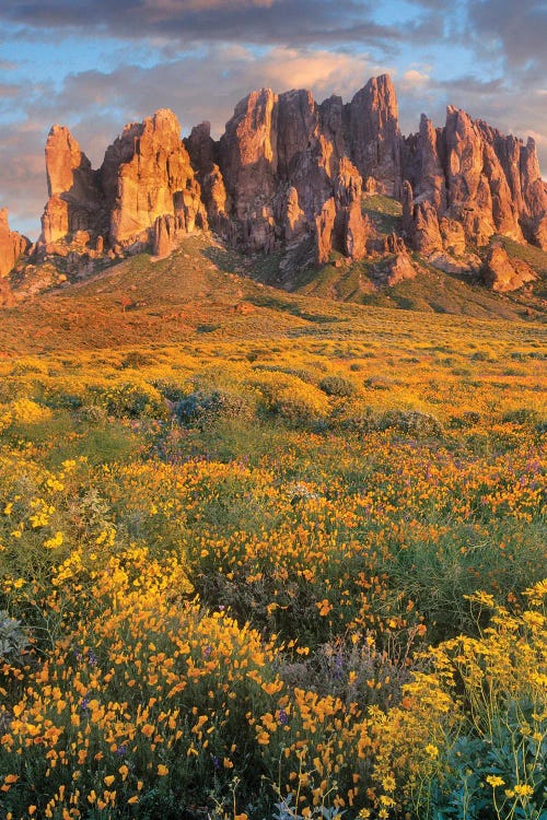 Wildflowers And The Superstition Mountains, Lost Dutchman State Park, Arizona