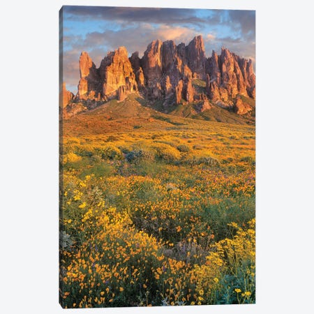 Wildflowers And The Superstition Mountains, Lost Dutchman State Park, Arizona Canvas Print #TFI1929} by Tim Fitzharris Canvas Wall Art