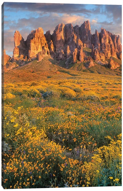 Wildflowers And The Superstition Mountains, Lost Dutchman State Park, Arizona Canvas Art Print - Tim Fitzharris