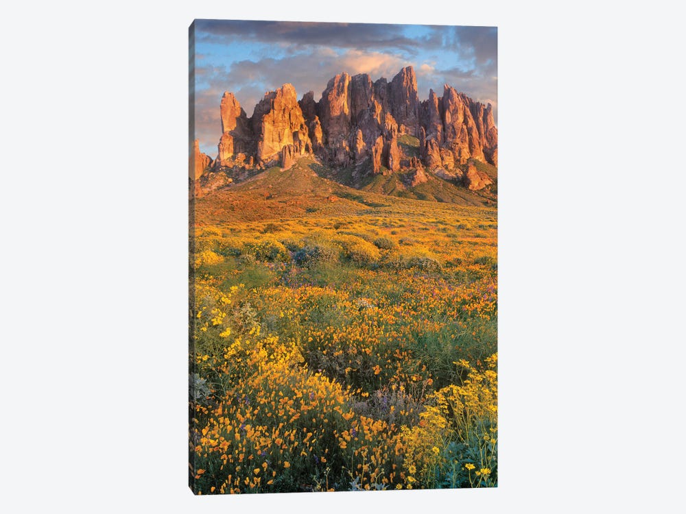 Wildflowers And The Superstition Mountains, Lost Dutchman State Park, Arizona by Tim Fitzharris 1-piece Canvas Wall Art